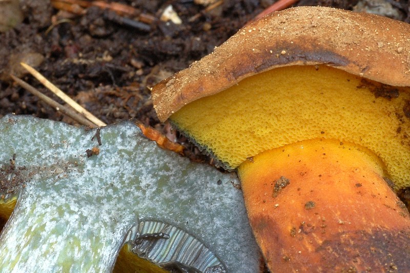 Boletus pulverulentus da confermare.